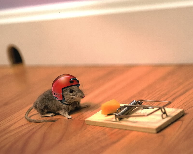 cautious mouse, cute, funny, mouse, animal, HD wallpaper