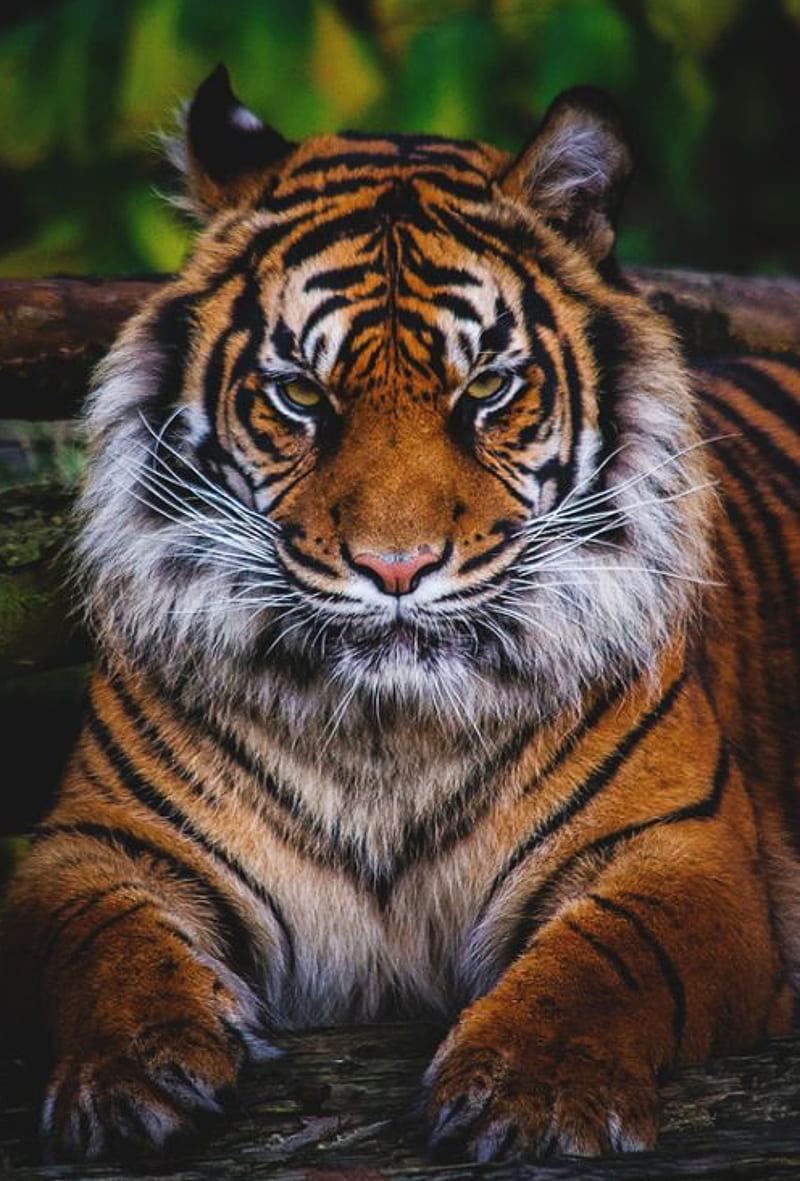 Tiger, Big, Cats, Look, Tigers, Tiger, Hd Phone Wallpaper 