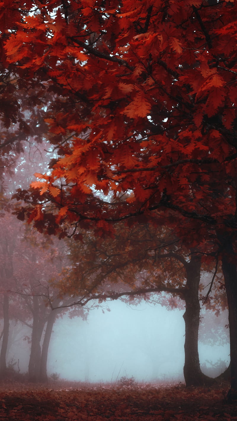 Autumn , fall, foliage, fog, forest, tree, HD phone wallpaper