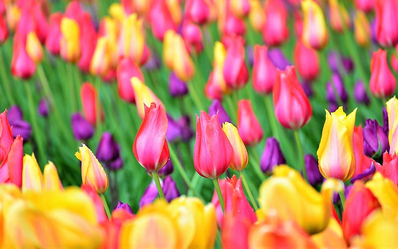 colorful tulips, field, close-up, bokeh, colorful flowers, tulips, HD wallpaper
