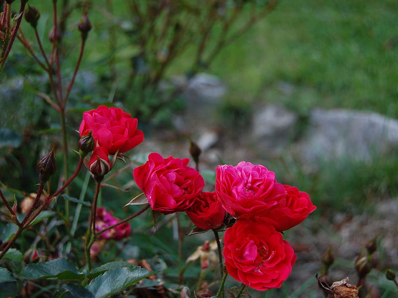 Chamonix rose, red, HD wallpaper