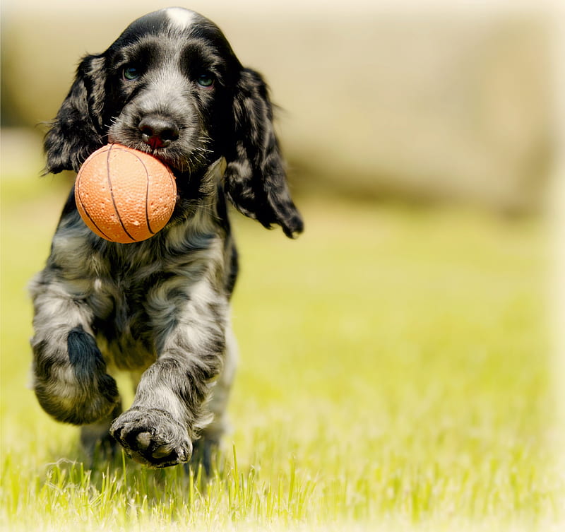 depth graphy of black and white dog carry red ball, HD wallpaper