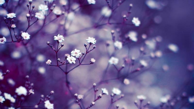 White Flowers In Light Purple Background Nature, HD wallpaper | Peakpx