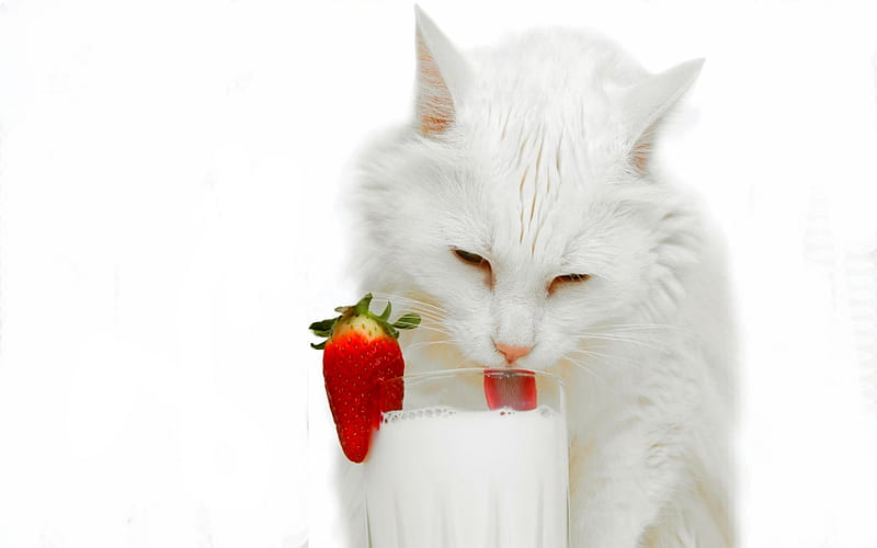 KITTY's PURR-FECT LUXURY, glass, strawberry, drinks, milk, white, cat, HD wallpaper