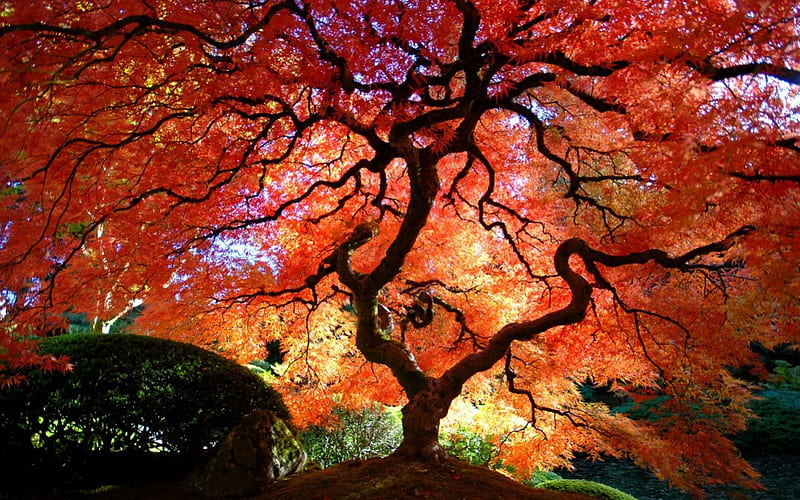 Japanese Maple, vibrant colours, autumn, japanese maple tree, HD wallpaper