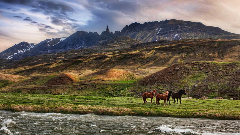 Landscape in Iceland, North, pets, wilderness, mountains, wild, Icland  horse, HD wallpaper | Peakpx