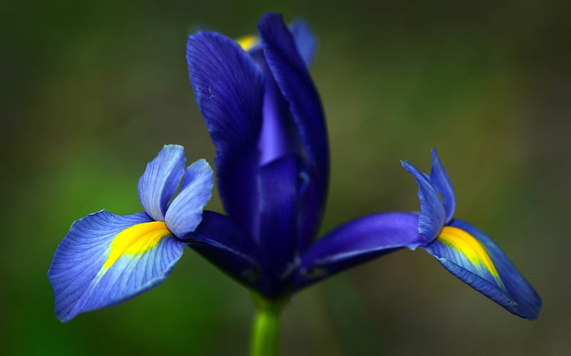 Flor de iris azul-flores, Fondo de pantalla HD | Peakpx
