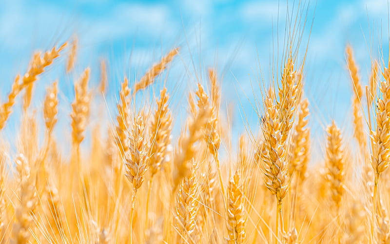 ears of wheat, blue sky, wheat crop, harvesting concepts, wheat field, HD wallpaper