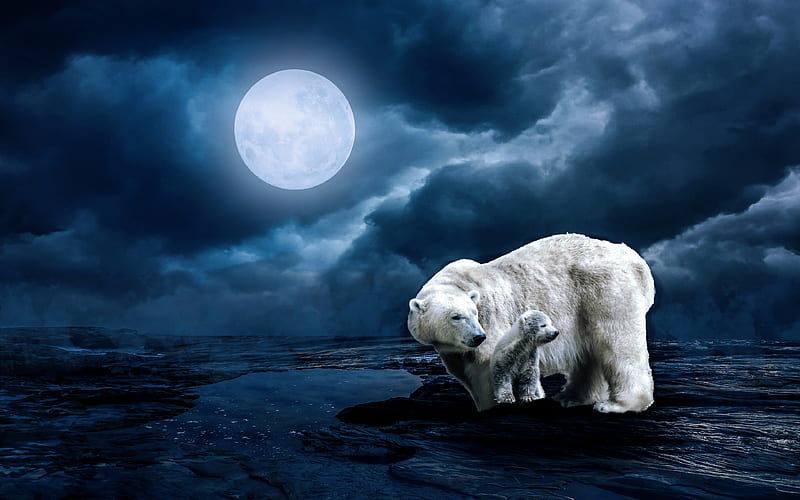 polar bears, night, moon, North Pole, wildlife, mother and cub, Ursus maritimus, HD wallpaper
