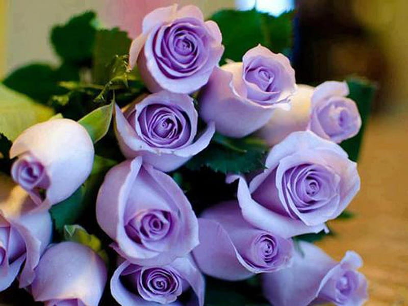 Happy birtay Tia!, roses, purple, birtay, happy, HD wallpaper