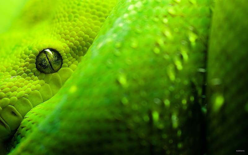 Animal, Snake, Reptiles, Eye, HD wallpaper | Peakpx