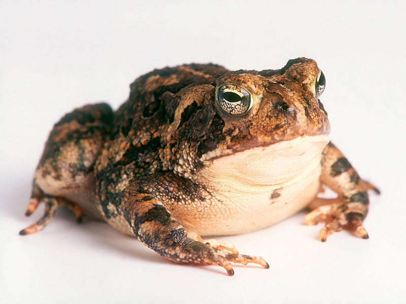 Frog, nature, brown, animal, HD wallpaper