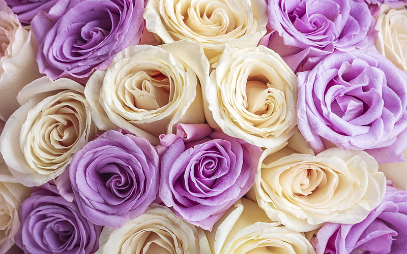 purple beige roses, roses flower background, rose buds, beautiful flowers, roses, background with roses, HD wallpaper