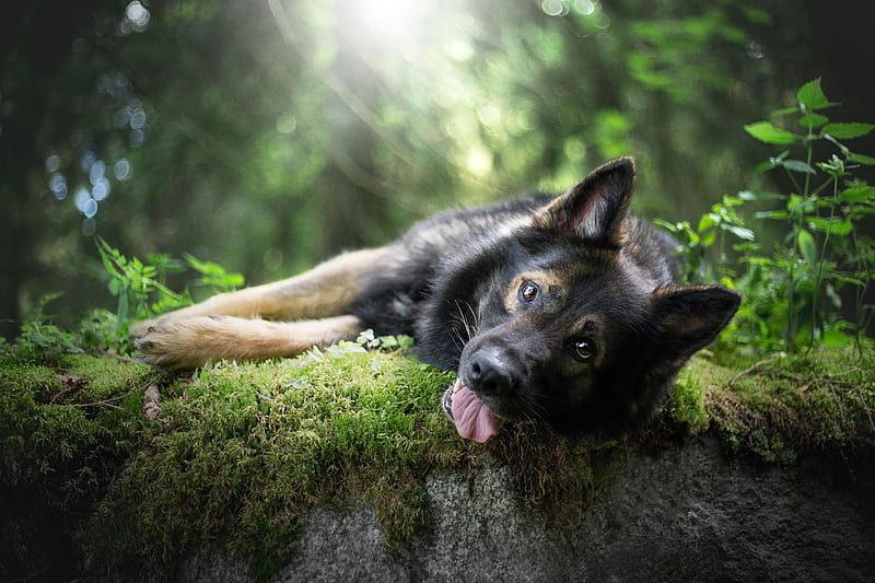 German Shepherd Tongue Out , german-shepherd, animals, dog, HD wallpaper