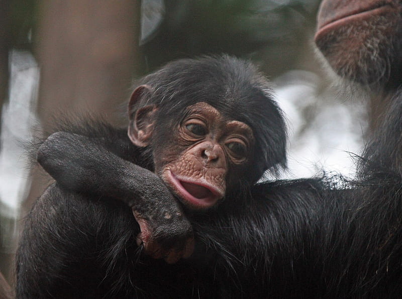 Chimp Baby, mother, chimp, baby, cuddles, HD wallpaper