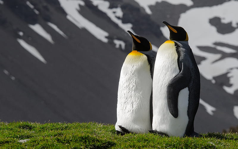 King penguins, green grass, penguins couple, flightless birds, penguins, Aptenodytes patagonicus, HD wallpaper
