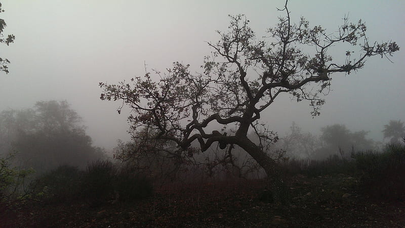Oak Trees in the Fog (California), Trees, California, Oak, Fog, Thousand, Nature, HD wallpaper
