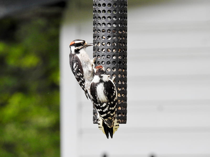 Feeding Time For Two Hairy Woodpeckers, Feeder, Hairy Woodpeckers, Two, graphy, Birds, HD wallpaper