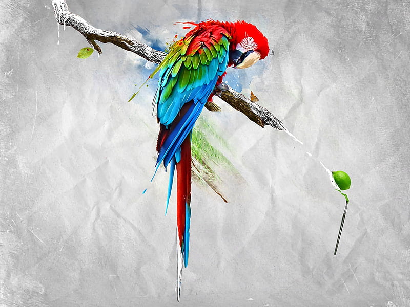 Beautiful Colored Parrot, art, bonito, parrot, illustration, artwork, animal, bird, avian, painting, wide screen, wildlife, HD wallpaper