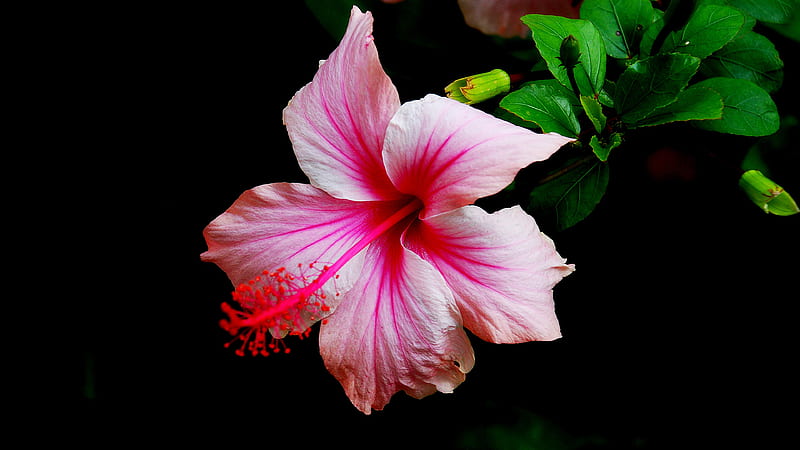 Pink Hibiscus Flower With Black Background Pink, HD wallpaper