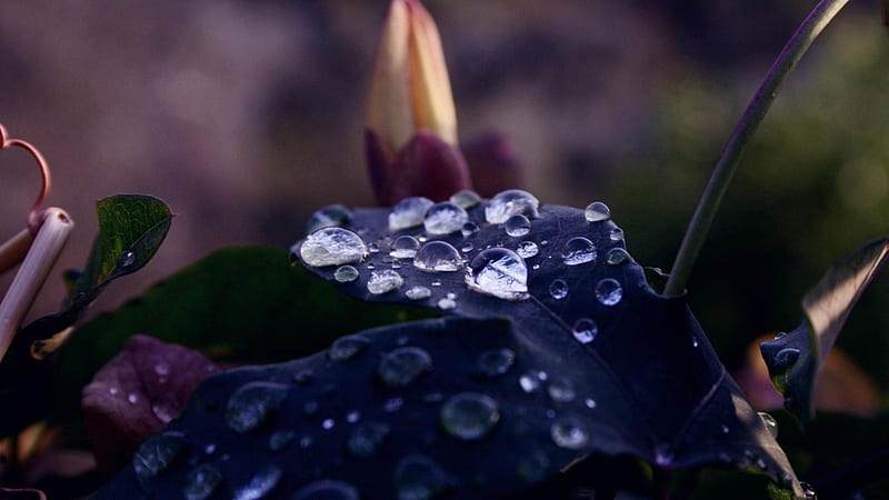 water drops on a blue leaf-2012 Macro graphy Featured, HD wallpaper
