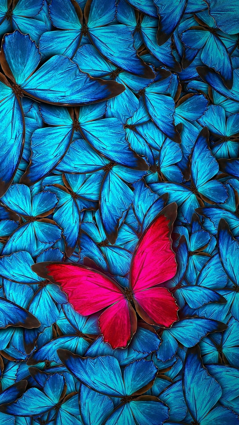 Butterfly 3, blue, butterfly, red, HD phone wallpaper