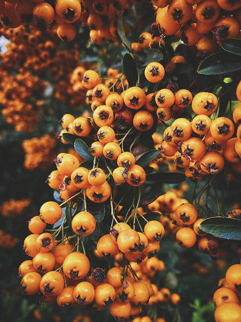 rowan, berry, branch, leaves, autumn, HD phone wallpaper
