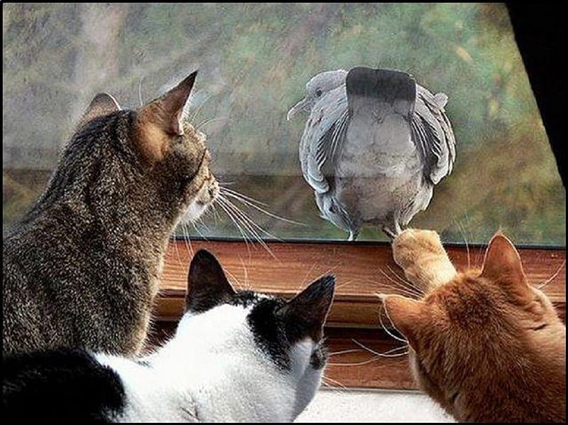 view trough a window...., pigeon, window, cats, animals, HD wallpaper
