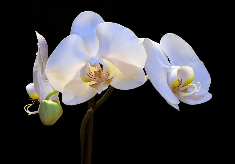 orchids, flowers, flower, white, nature, orchid, HD wallpaper