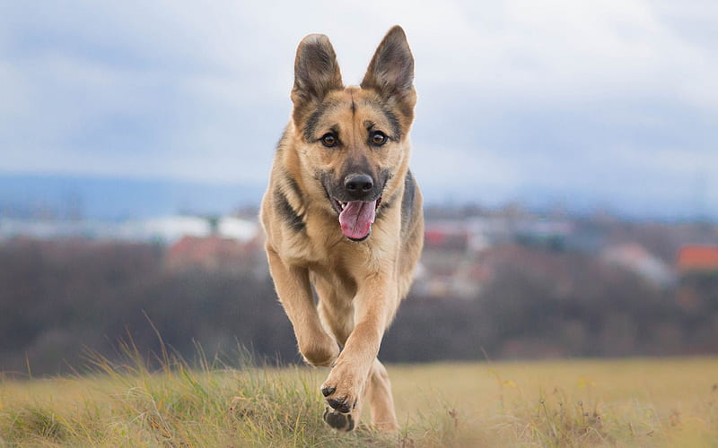German Shepherd, running dog, puppy, lawn, pets, dogs, German Shepherd Dog, HD wallpaper