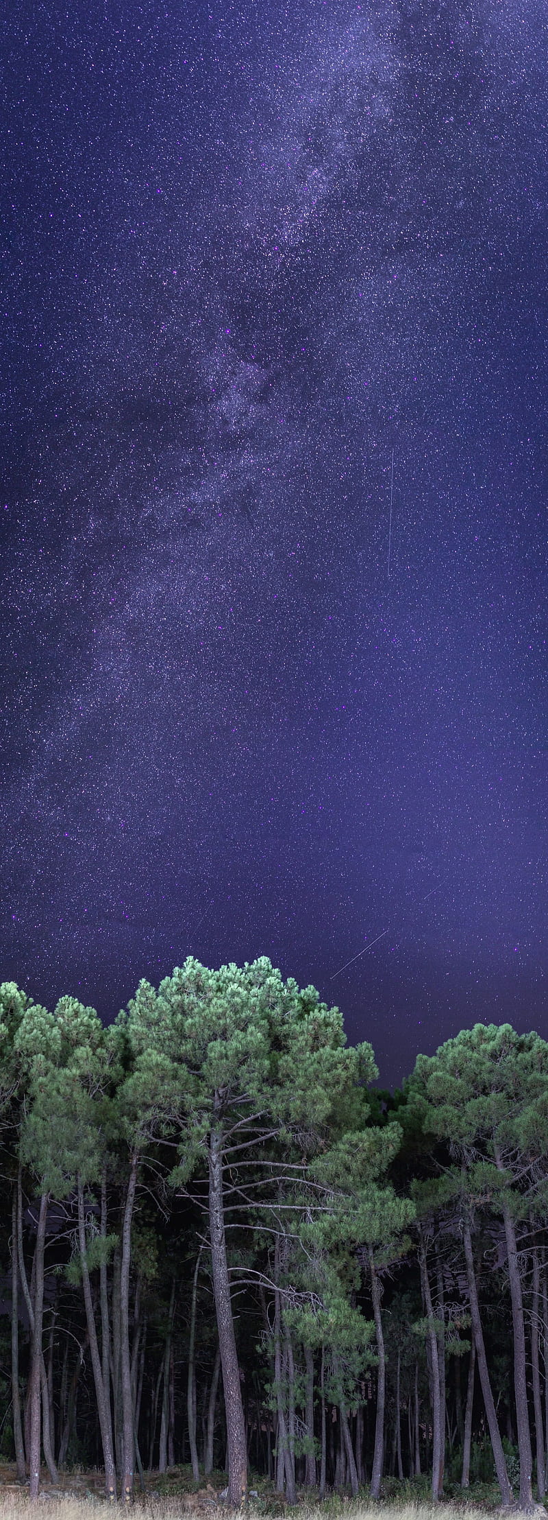 night #star via lactea #universe #forest #nature #sky #panoramic #vertical K # # #deskto. Cactus background, Instagram icons, Imac, HD phone wallpaper