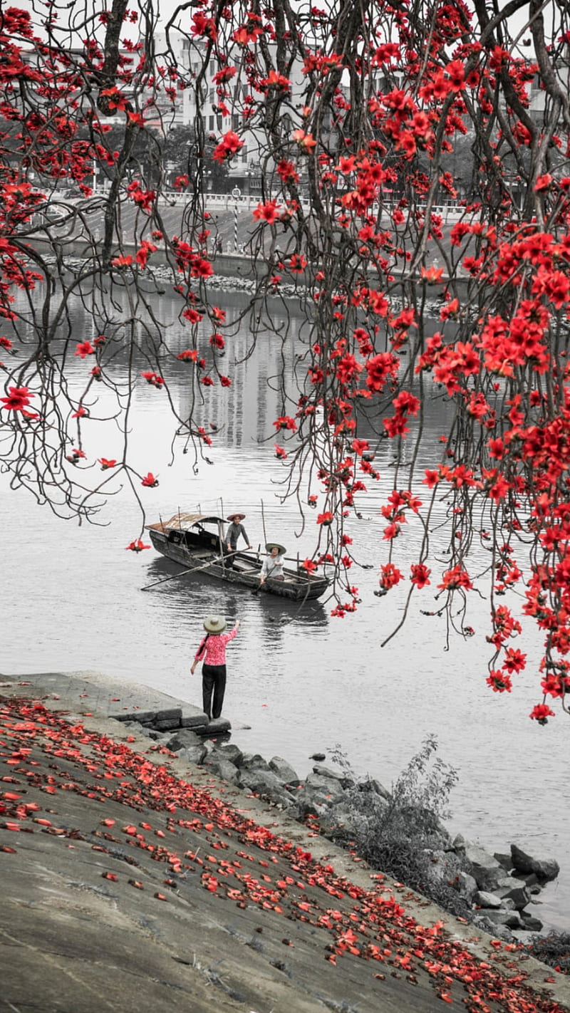 Taxi, black and white, blossom, boat, bw, nature, people, red flowers, river, HD phone wallpaper