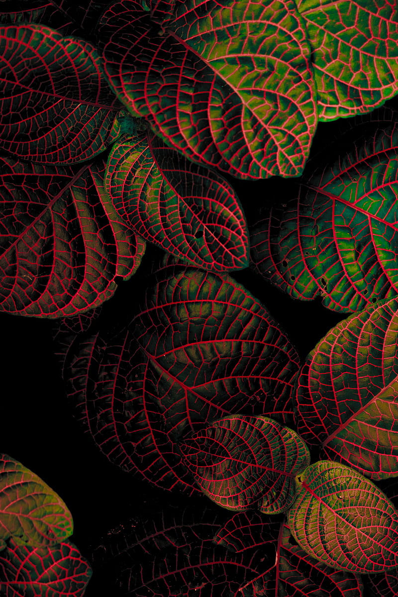leaves, plant, contrast, carved, HD phone wallpaper