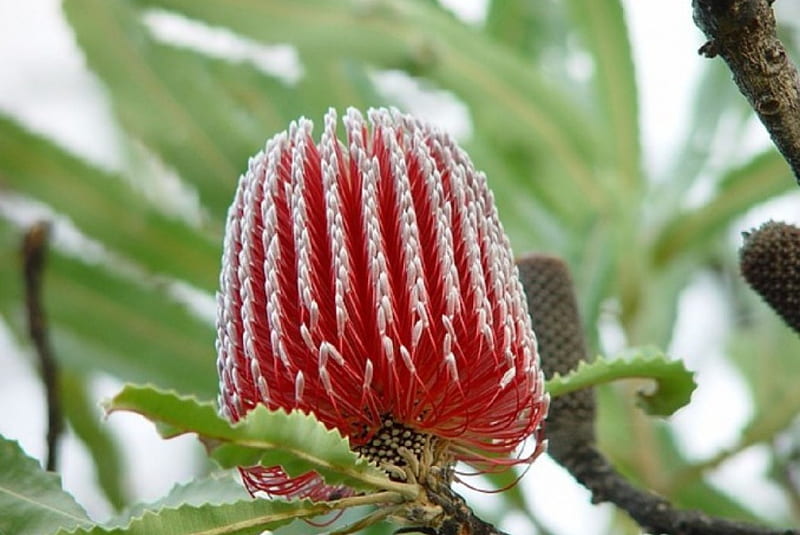 BANKSIA FLOWER, PRETTY, FLOWER, BANKSIA, PLANT, HD wallpaper