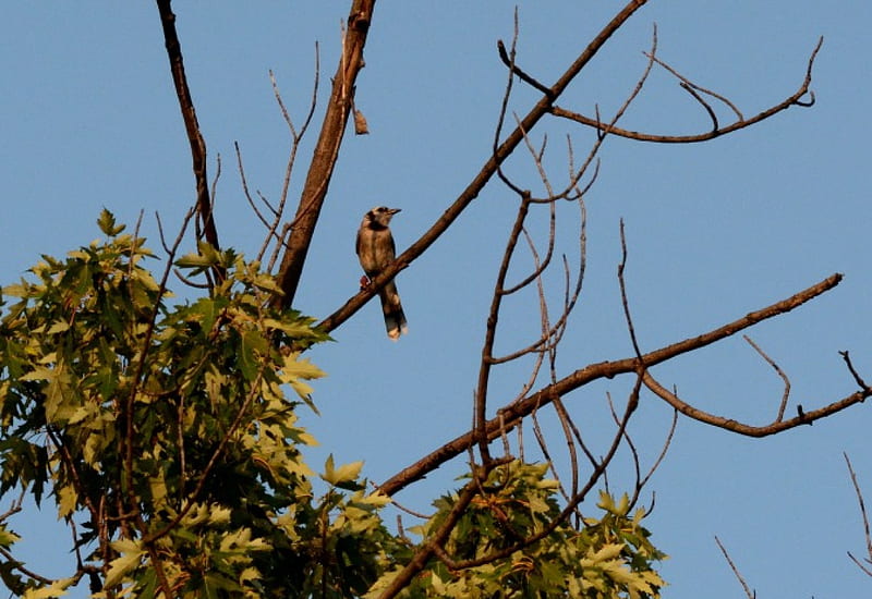 Bird On Watch, bird in a tree, sparrow, funny bird, finch, HD wallpaper