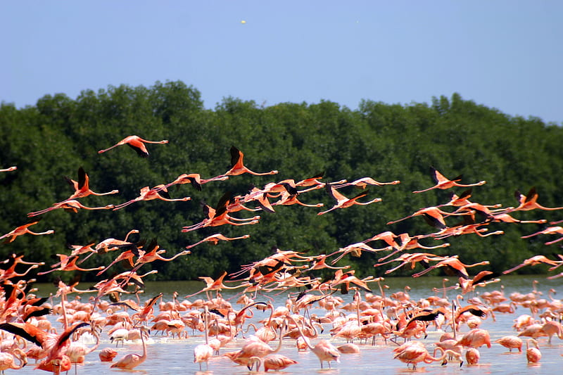 flamingo migration, flamingo, tree, water, bird, HD wallpaper