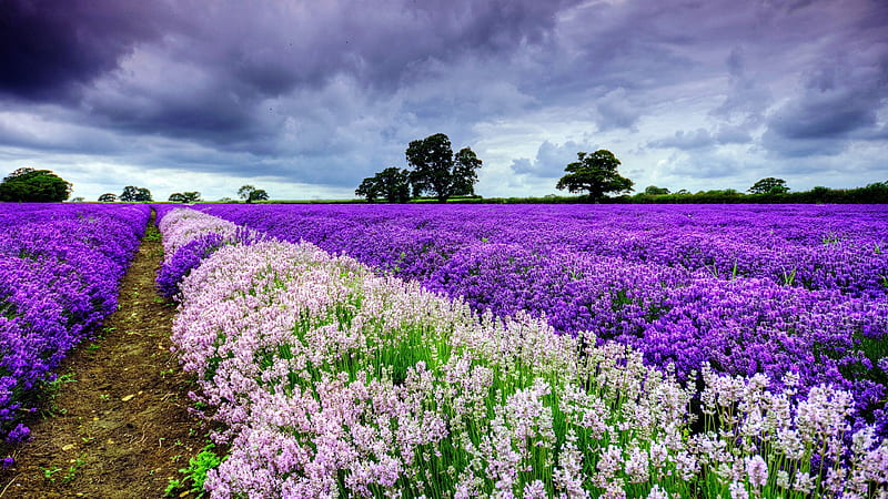 Field Flowers, flowers, field, nature, purple, HD wallpaper