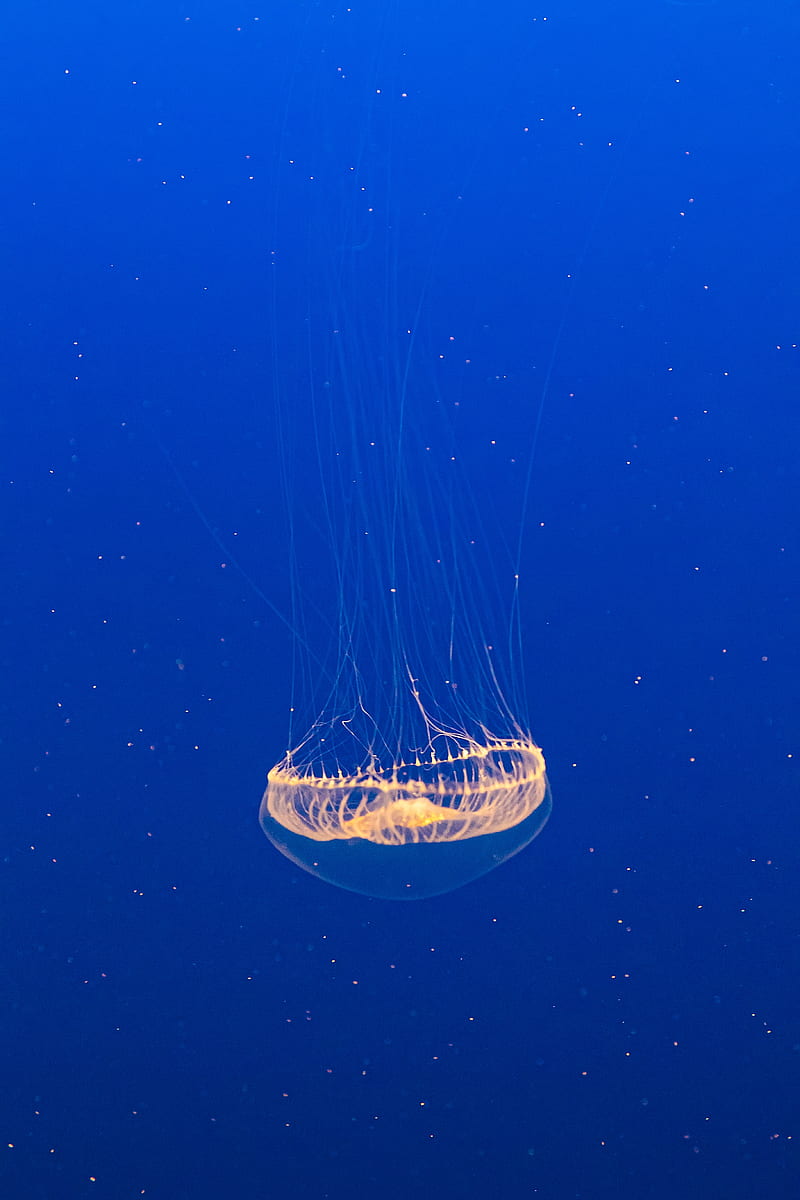 jellyfish, transparent, water, underwater, HD phone wallpaper