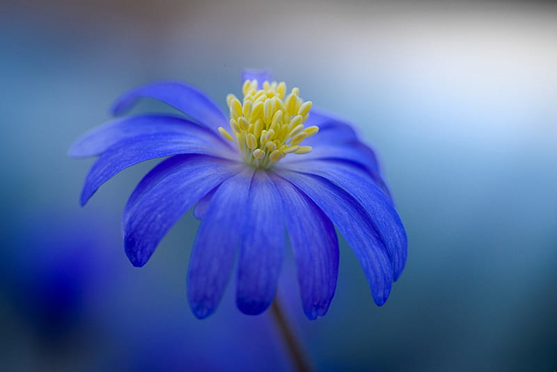 Blue Petals, flowers, petals, blue, macro, HD wallpaper | Peakpx