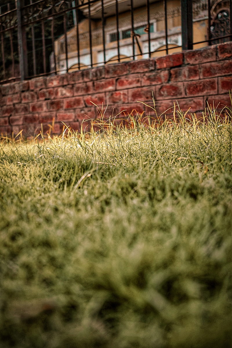 Grass Photos Download The BEST Free Grass Stock Photos  HD Images