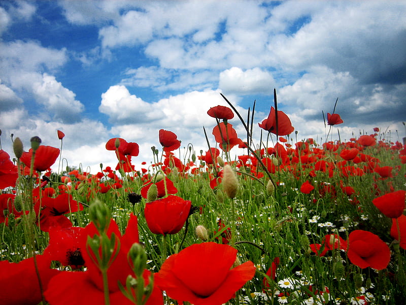 Field Of Poppies, red, grass, poppies, sky, clouds, green, nature ...
