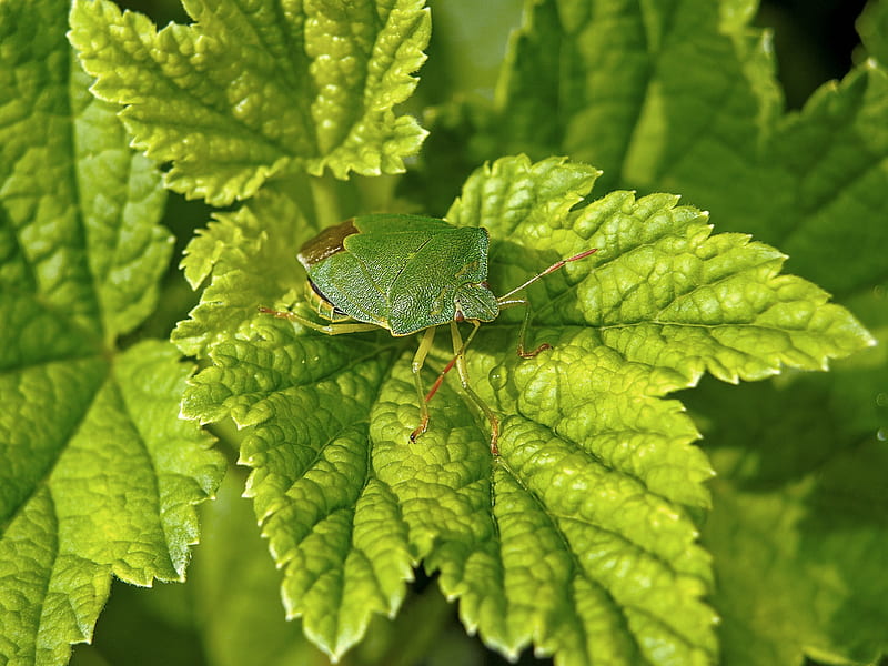 green stink bug on green-leafed plant, HD wallpaper
