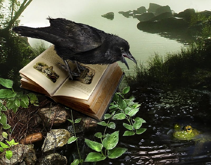 Fairy Tale, frog, fantasy, leaves, water, stones, book, crow, artwork, HD wallpaper