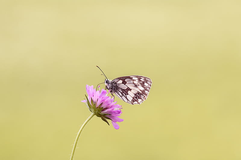 Brown Butterfly Perched on Pink Flower, HD wallpaper