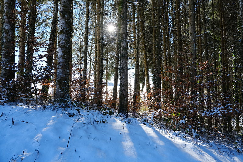 forest, trees, snow, winter, sun, nature, HD wallpaper