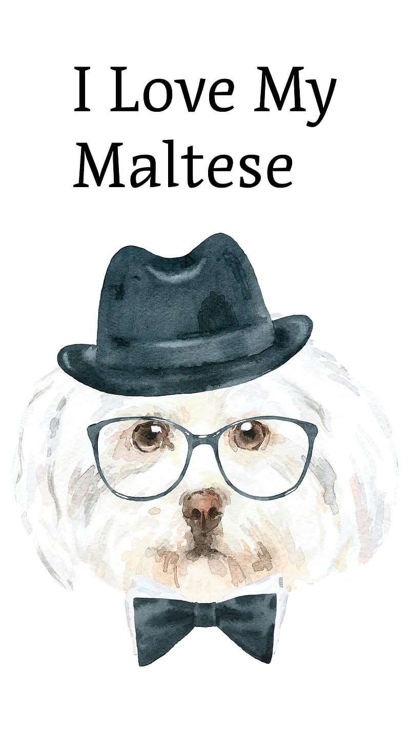 Love My Maltese Dog, cartoon dog, dog lover , dog , love my maltese, maltese , for kids, with maltese, HD phone wallpaper