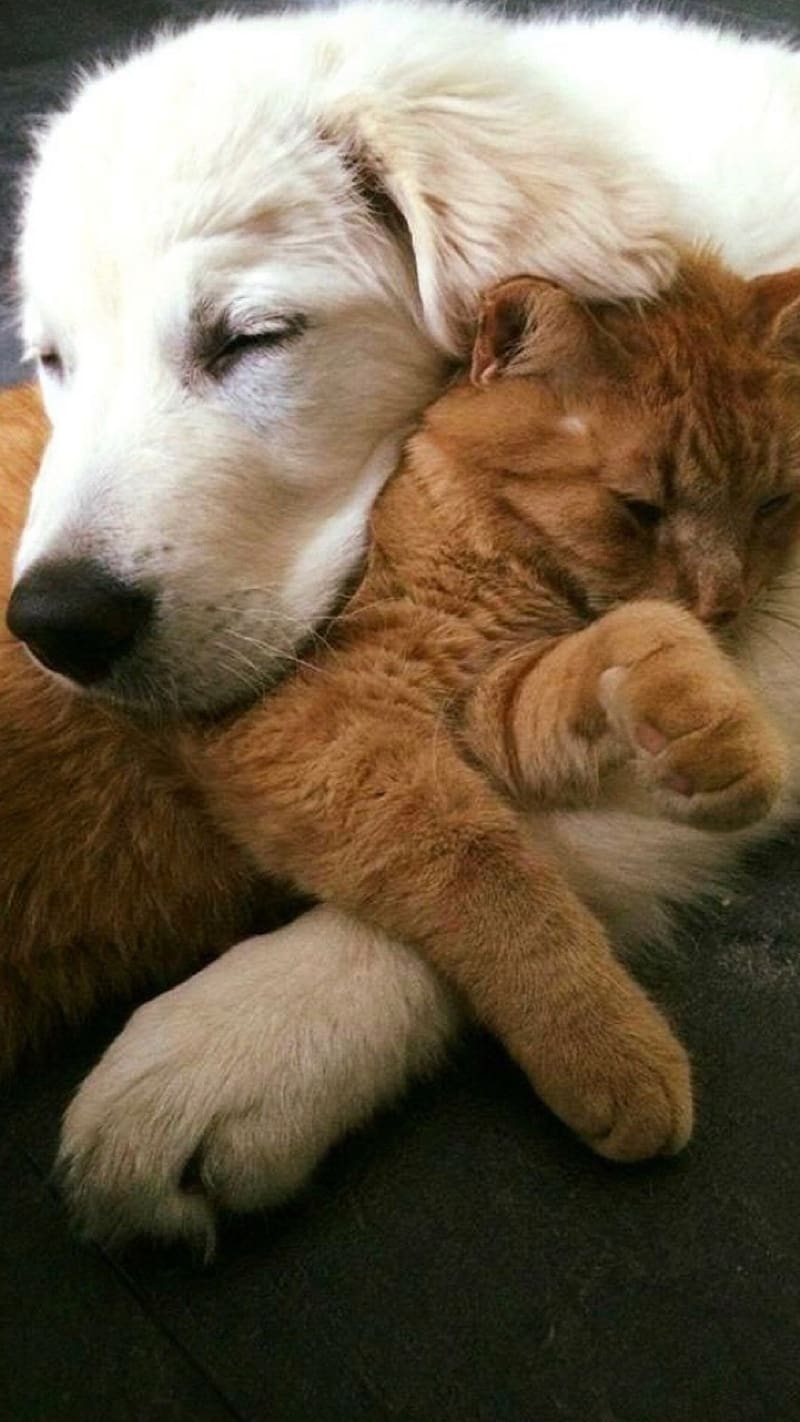 cute sleeping dogs and cats