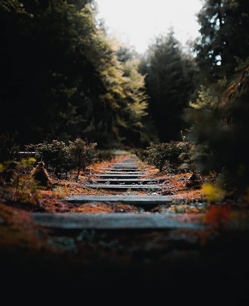 Lost rails, autumn, china, land, landscapes, natural, nature, plant, plants, scenes, HD phone wallpaper