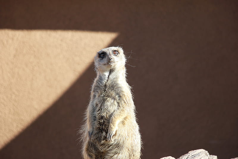 Cheyenne Mountain Zoo Meerkat, Curios, Mongoose, Africa, Animals, HD wallpaper