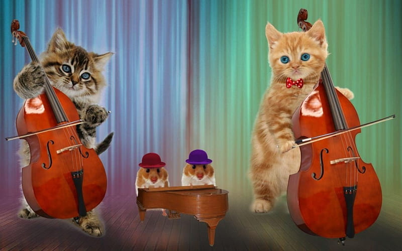 Funny band, luminos, hamster, band, cat, piano, cute, cello, instrument, funny, kitten, pisica, HD wallpaper